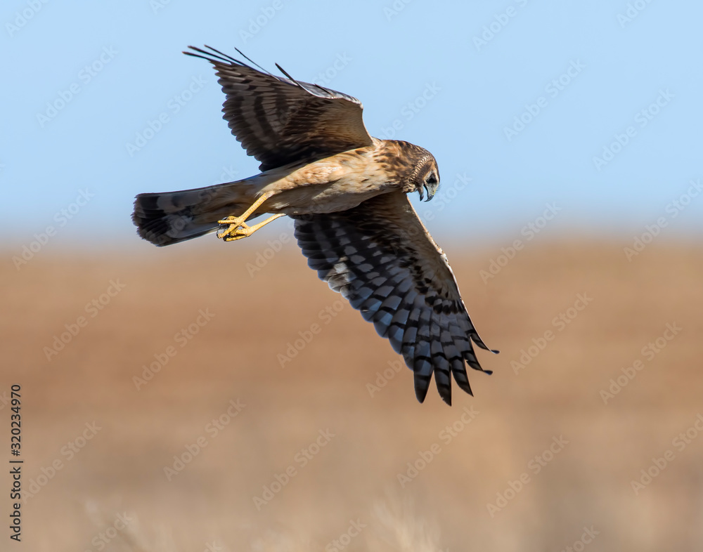 Fototapeta premium Northern Harrier in flight