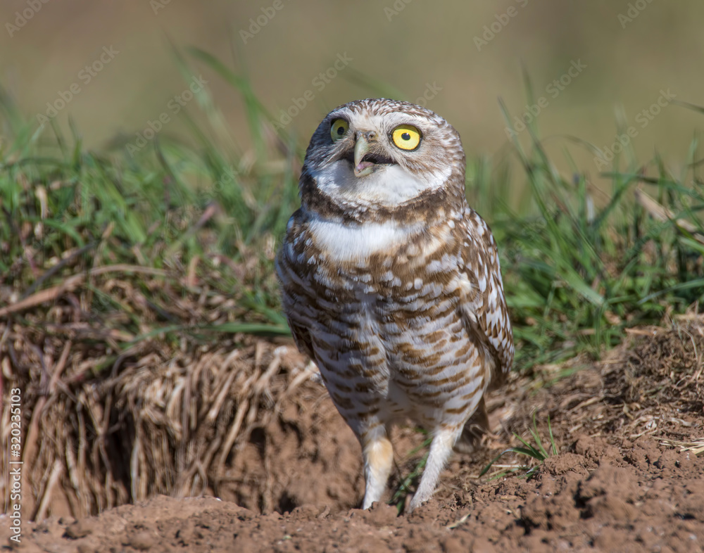 Burrowing Owl Burrowing Owl