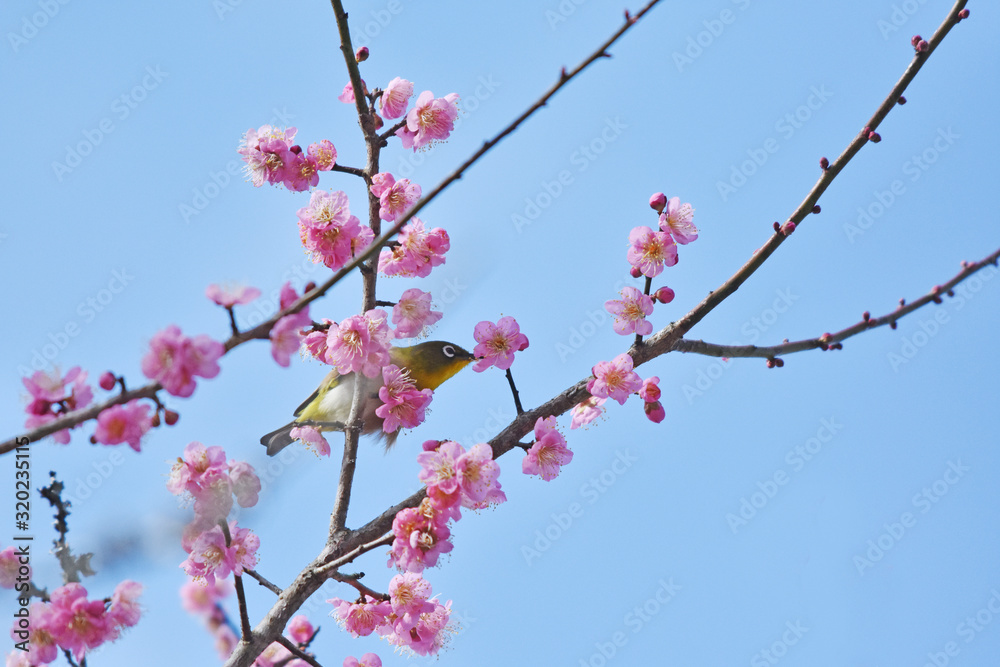 梅の花とウグイス 梅の花とウグイス