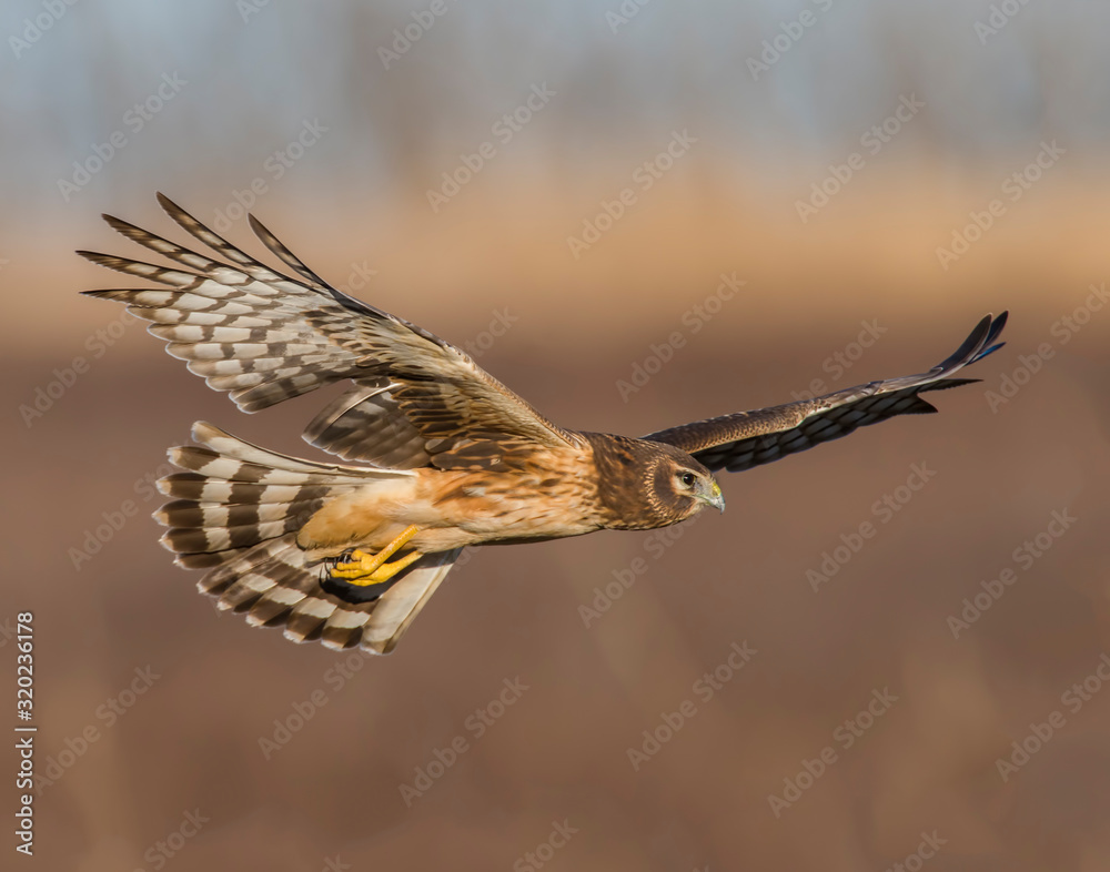 Obraz premium Northern Harrier in flight