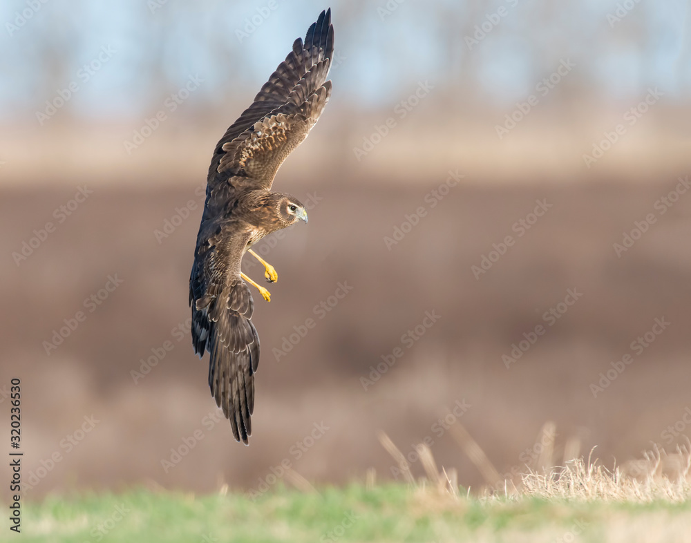 Fototapeta premium Northern Harrier in flight