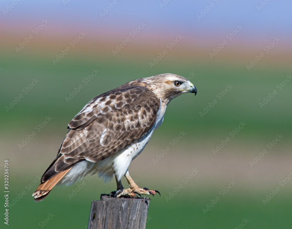 Fototapeta premium Red-tailed Hawk on a post eating a rat