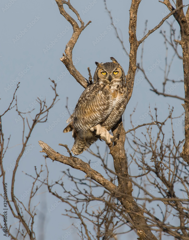 Obraz premium Great Horned Owl