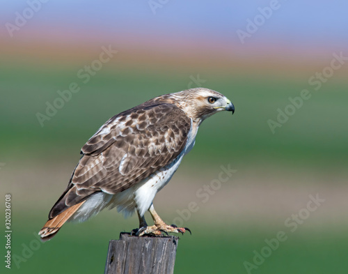 Red-tailed Hawk on a post eating a rat