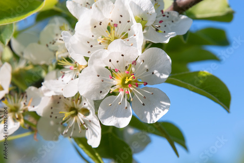 Apple tree flower on a tree branch in spring