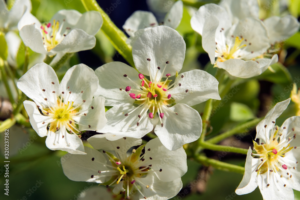 Fototapeta premium Pear flower on a tree branch in spring