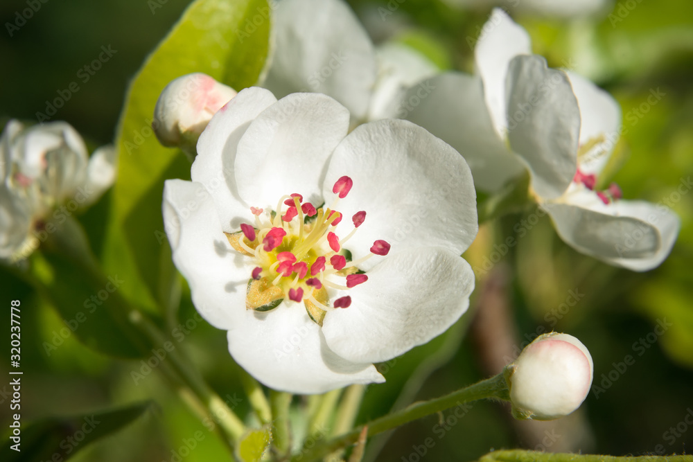 Obraz premium Pear flower on a tree branch in spring