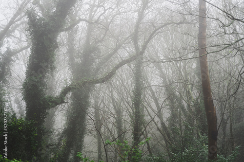 Beautiful foggy, misty woodland scene. Taken in Sintra, Portugal in winter