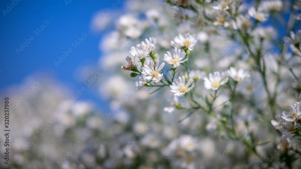Soft focus with white daisies, garden daisies White, white daisies close-up, white daisies intersecting with the blue sky