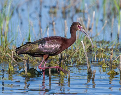 White-face Ibis in a Marsh