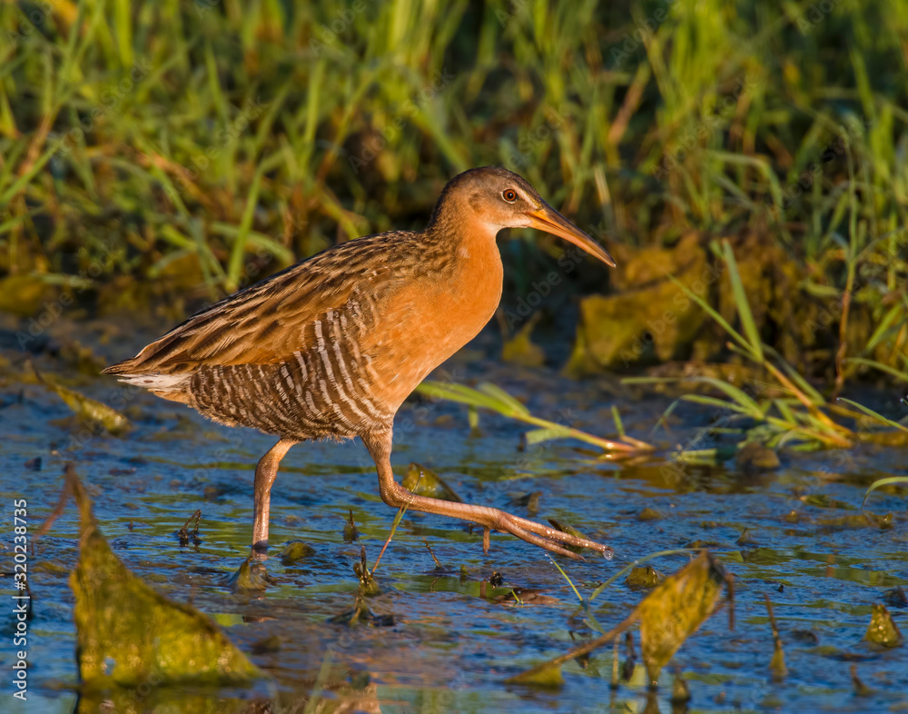 King Rail in a swamp King Rail in a swamp