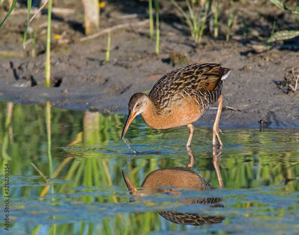 King Rail in a swamp King Rail in a swamp