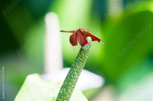 Male eastern amberwing (Perithemis tenera) dragonfly photo