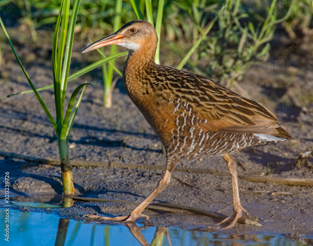 King Rail in a marsh King Rail in a marsh
