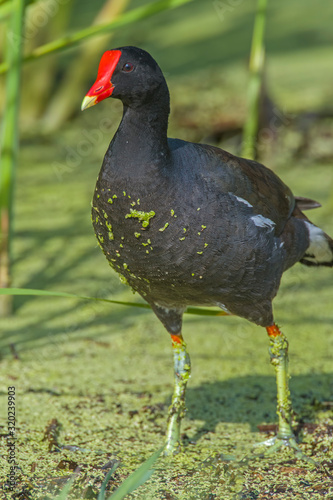 Common Gallinule in a marsh