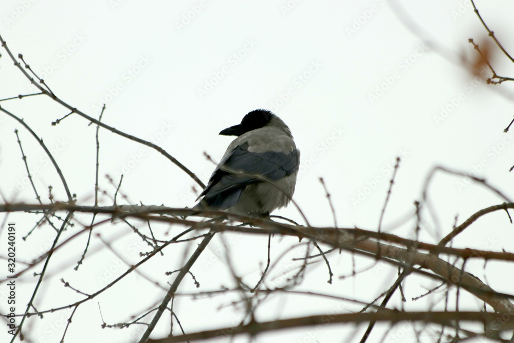 bird on branch