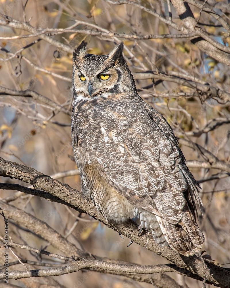 Obraz premium Great Horned Owl