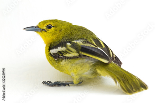 The common iora (Aegithina tiphia) isolated on white background photo