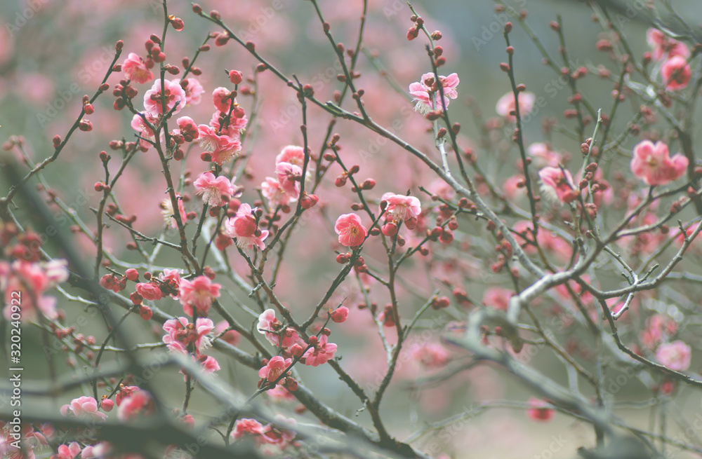 梅の花　フィルム風