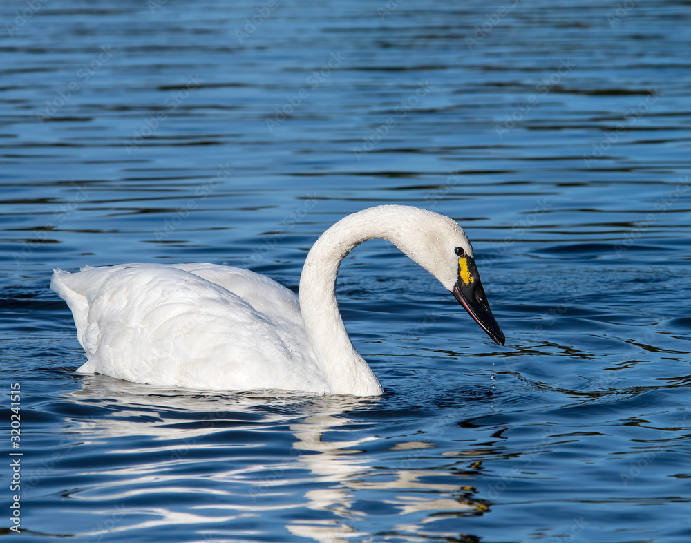Obraz premium Tundra Swan