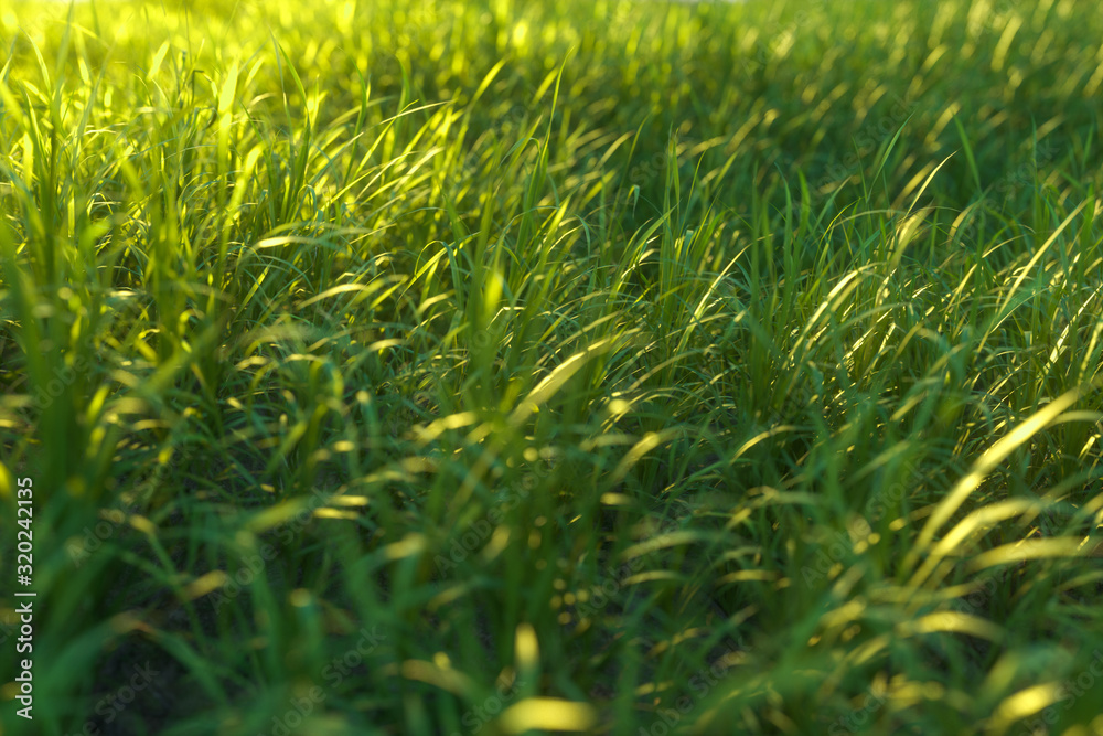 Fototapeta premium Green grass and bright field,natural scenery,3d rendering.