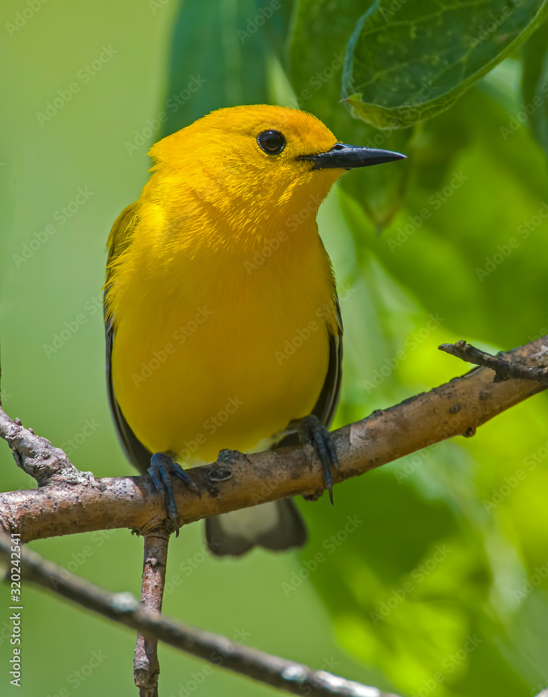 Obraz premium Prothonotary Warbler