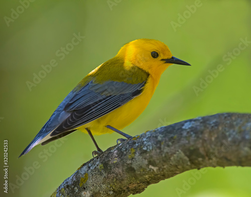 Prothonotary Warbler