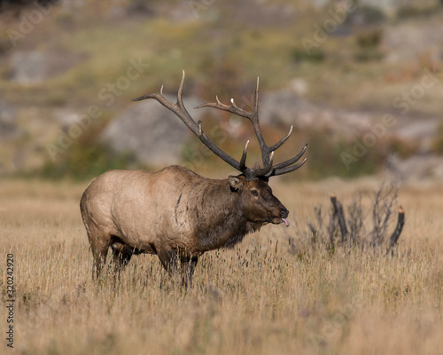 Bull Elk in the Rocky Mountains