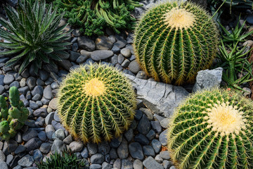 Gordijnen Cactus Groene cactus bovenaanzicht op stenen  © butenkow