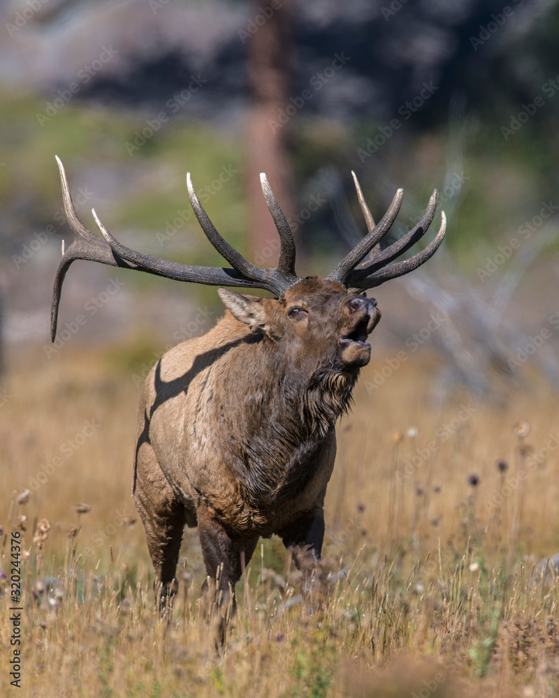 Bull Elk bugling in the Rocky Mountains Bull Elk bugling in the Rocky Mountains