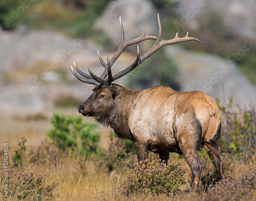 Bull Elk in the Rocky Mountains