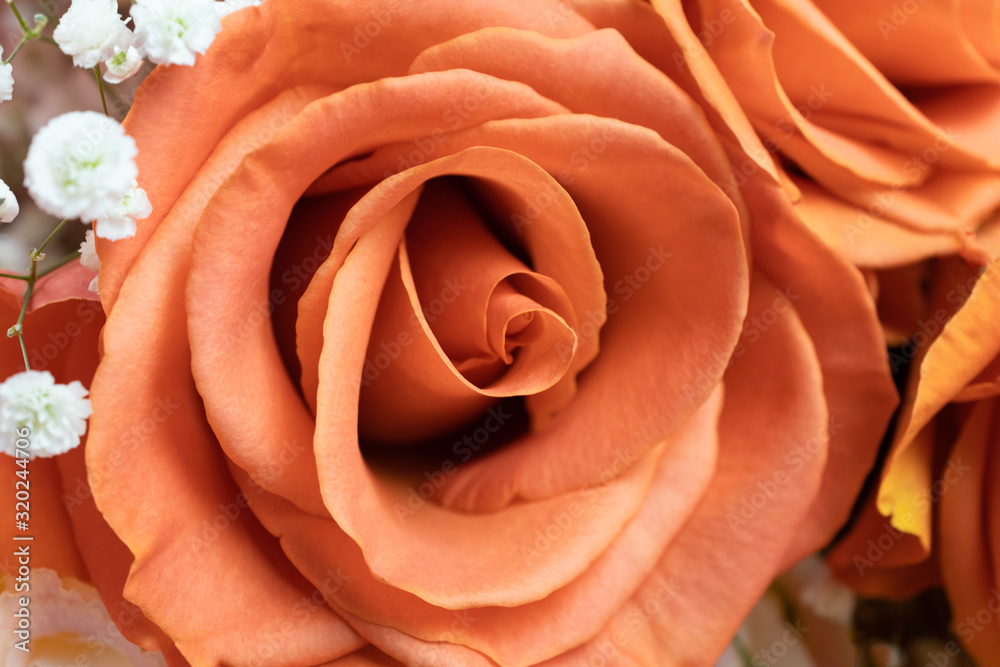 close up beautiful orange rose, for valentine and celebration concept close up beautiful orange rose, for valentine and celebration concept