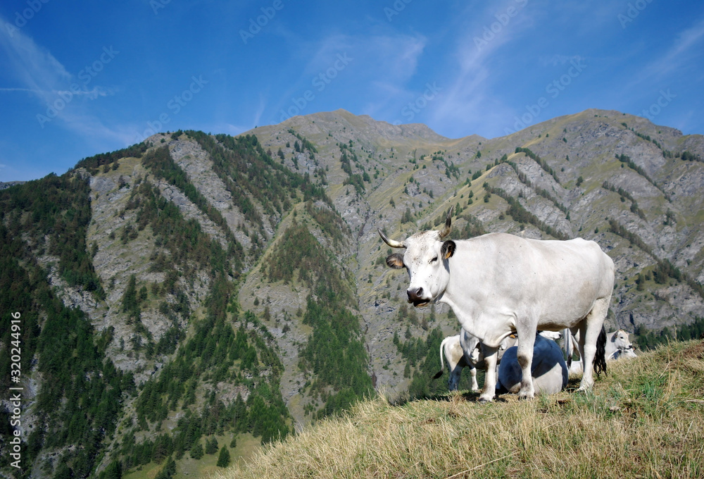 Cows in the Queyras mountains
