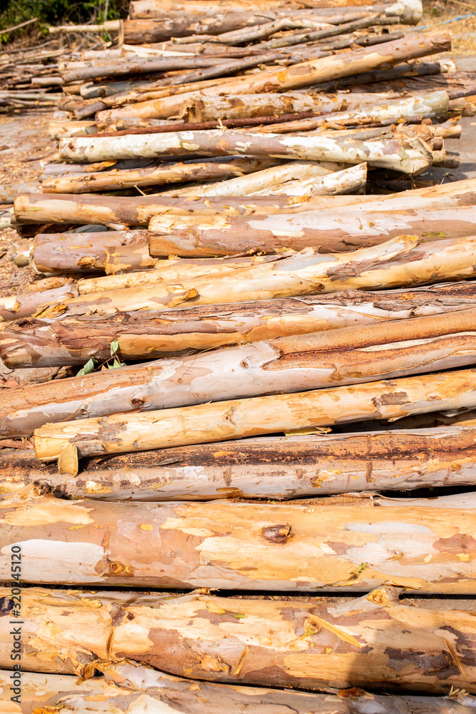 Eucalyptus wood arranged in layers, Pile of Eucalyptus wood logs ready for industry. Eucalyptus wood arranged in layers, Pile of Eucalyptus wood logs ready for industry.