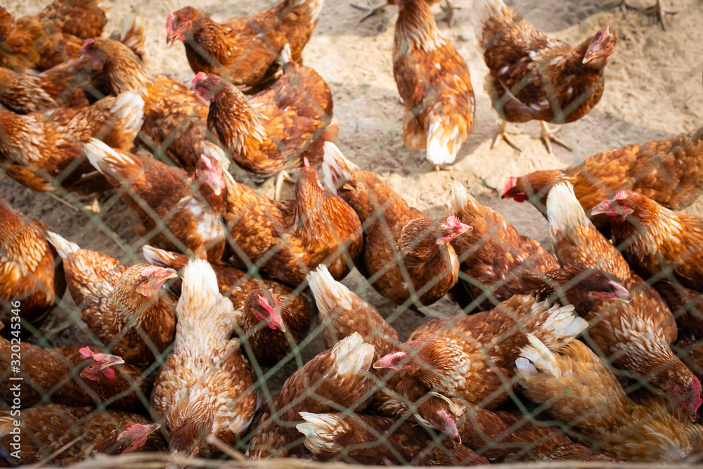Picture of brown chicken hen in Hens poultry farm. Hungry chickens at free range behind the net. Picture of brown chicken hen in Hens poultry farm. Hungry chickens at free range behind the net.