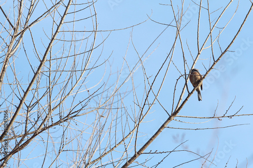 bird on branch in winter