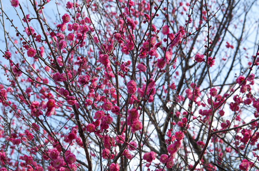梅の花と青空 梅の花と青空