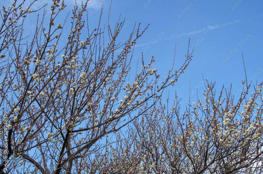 梅の花と青空 梅の花と青空