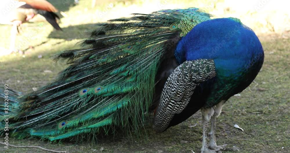 One beautiful male peacock close up