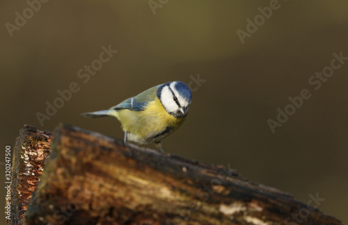 A stunning Blue Tit (Cyanistes caeruleus) perched on an old log searching for food.