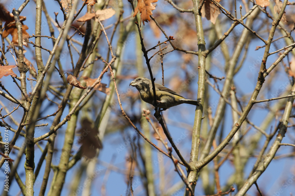 A rare female Parrot Crossbill (Loxia pytyopstittacus) perched on a branch in an Oak tree. A rare female Parrot Crossbill (Loxia pytyopstittacus) perched on a branch in an Oak tree.