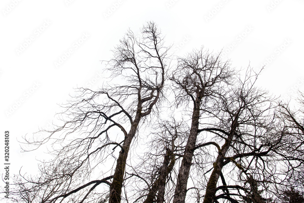 Obraz premium dry tree branch isolated on white background
