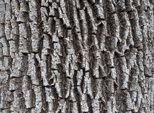 texture of old tree bark
