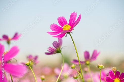 pink cosmos flower blooming in the field  vintage tone