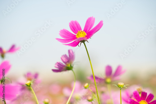 pink cosmos flower blooming in the field, vintage tone © stcom