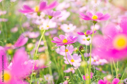 pink cosmos flower blooming in the field, vintage tone