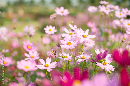 Fototapeta Naklejka Na Ścianę i Meble -  pink cosmos flower blooming in the field, vintage tone