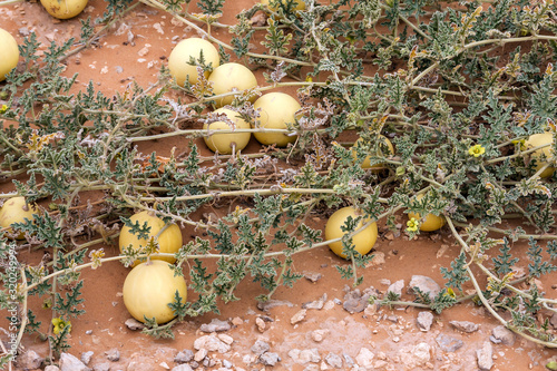Wild desert gourd or colocynth (Citrullus colocynthis) in the desert of Saudi Arabia