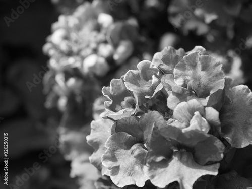 アップで撮ったモノクロの花。