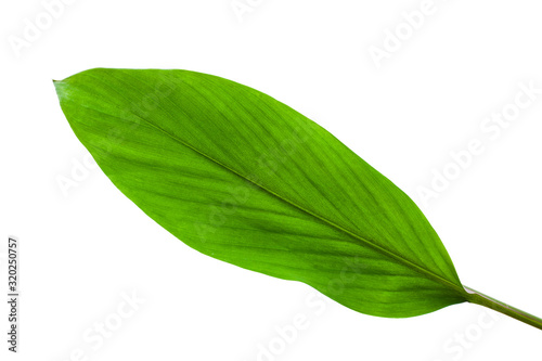green leaves isolated on white background for design elements, fresh green leaves